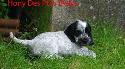 Des Ptits Delys - Nouvel Série de photo